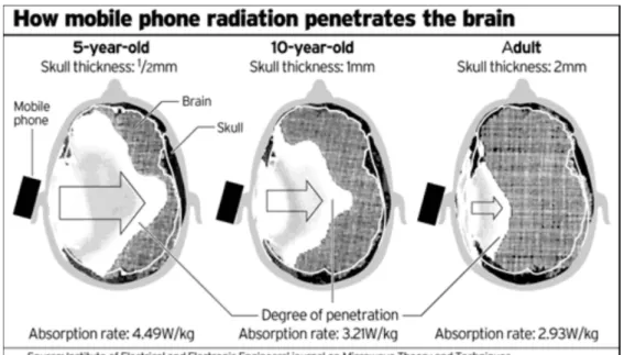 Gambar 1. Radiasi Ponsel Pada Otak Manusia Usia Anak-anak dan Dewasa 3
