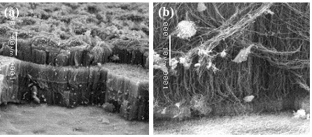 Gambar 4. Citra SEM dari penampang lintang naterial CNT yang ditumbuhkan di atas substrat Si(111): a) perbesaran 300x dan b) perbesaran 2500x