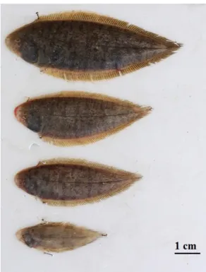 Gambar 1. Ikan lidah (Cynoglossus cynoglossus) Ikan lidah (Gambar 1) termasuk dalam  ke-lompok  Cynoglossidae,  penghuni  dasar  perairan  estuaria yang hidup pada substrat pasir dan  lum-pur (Zahid &amp; Simanjuntak 2009)