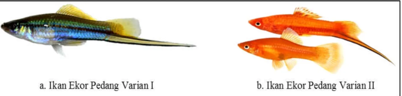 Gambar 2. Dua varian ikan ekor pedang di Danau Buyan. Figure 2. Two variant of Xiphophorus hellerii in Buyan Lake.
