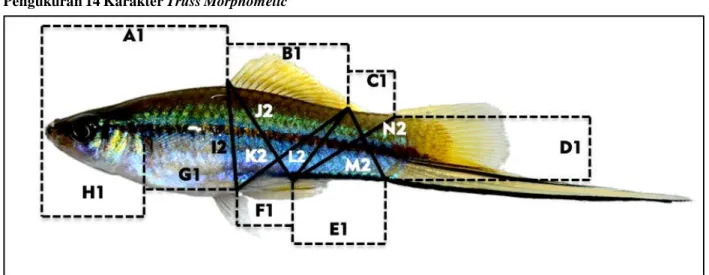 Gambar 4. 14 karakter truss morphometic pada Ikan Ekor Pedang. Figure 4. 14 characters truss morphometic of Xiphophorus hellerii.