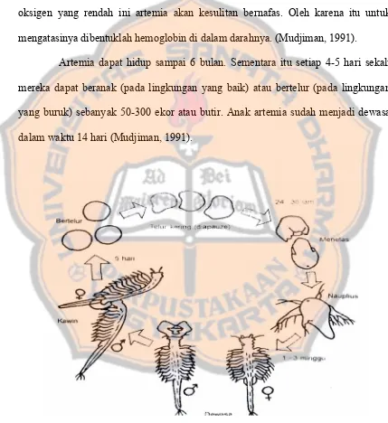 Gambar 9. Siklus hidup artemia biseksual (Mudjiman, 1989) 