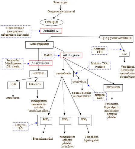 Gambar 9. Mekanisme Inflamasi (Tjay dan Rahardja, 2002; Rang et al., 2003)  