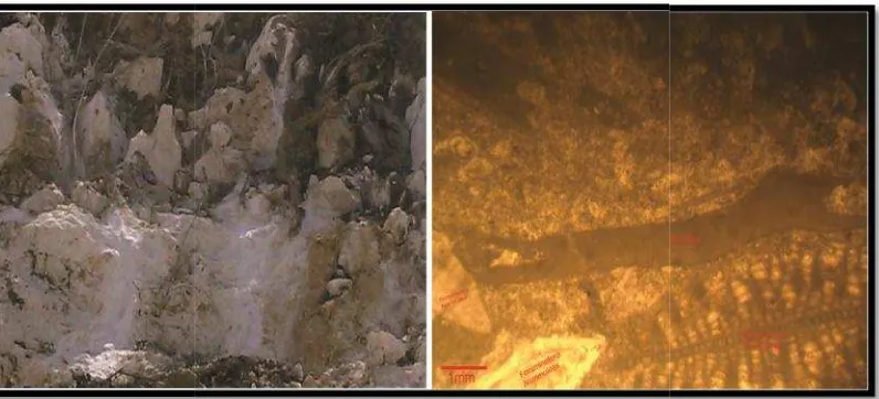 Gambar 14. Singkapabarat (Kforaminefapan batuan karbonat fasias Packstone. Foto diambi(Kanan)