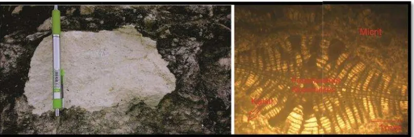 Gambar 18. Singkapaarah baforaminekapan batuan karbonat fasies wackestone. Foto dibarat (Kanan)