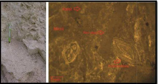 Gambar 21. Singkapabarat (foramineapan batuan karbonat fasies Mudstone. Foto diambi (Kanan)