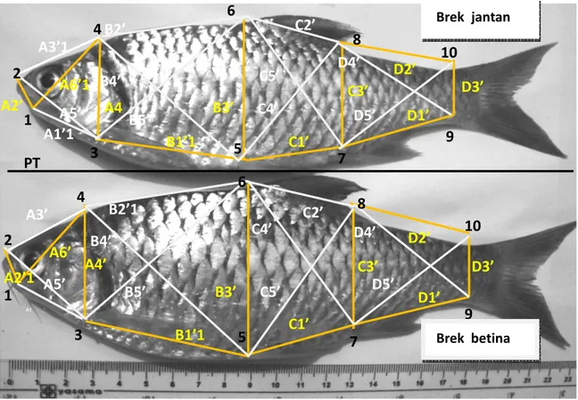 Gambar 2. Perbedaan jarak truss pada ikan brek jantan dan betina (garis kuning) Figure 2