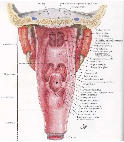 Gambar 2.2 Anatomi Faring Bagian Posterior Atlas of Human Anatomy 4TH Edition 