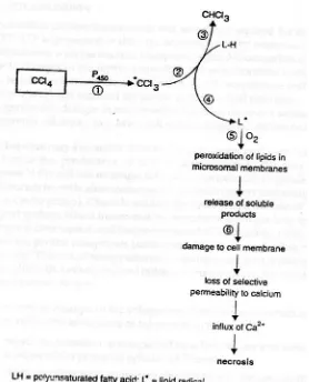Gambar 5. Tahap terjadinya nekrosis oleh CCl4 (Verheyen, 1996) 