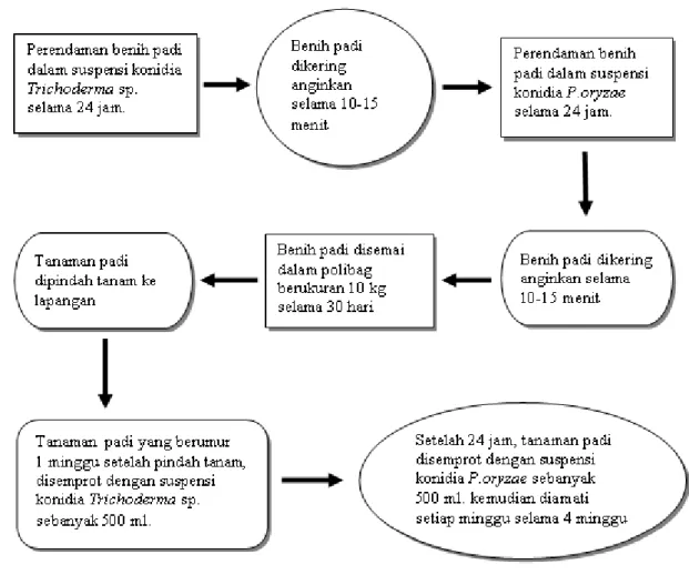 Gambar 2. Perlakuan dengan Trichoderma sp.