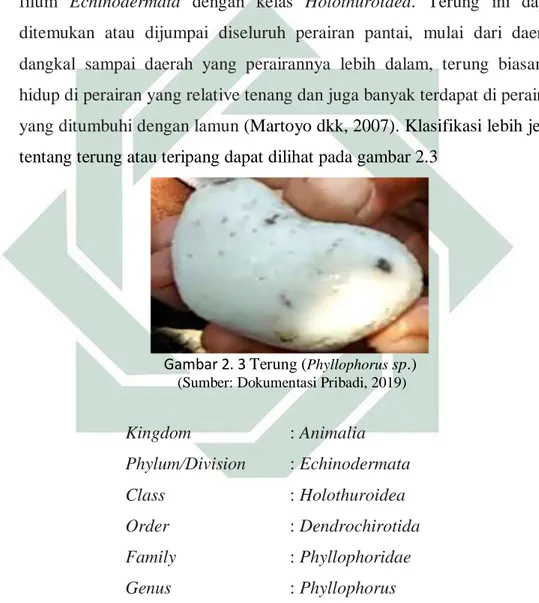 Gambar 2. 3 Terung ( Phyllophorus  sp.)  (Sumber: Dokumentasi Pribadi, 2019) 