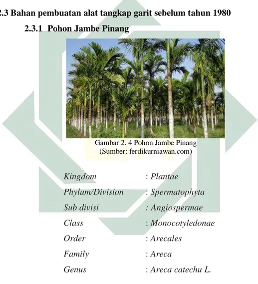 Gambar 2. 4 Pohon Jambe Pinang (Sumber: ferdikurniawan.com) 