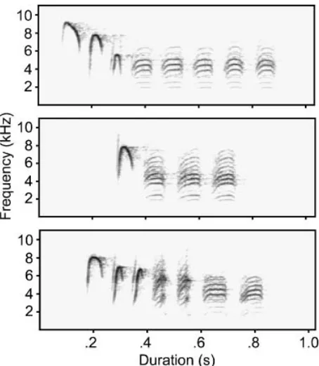 Fig. 1. Sound spectrograms of chick-a-dee calls of Carolina chickadeesxillustrating some of the diversity in note types