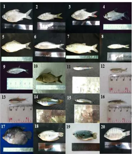Gambar 3a. Jenis-jenis ikan  di ekosistem Bendungan Colo,  (1) Barbodes spp. (2) B. collingwoodi (3) B