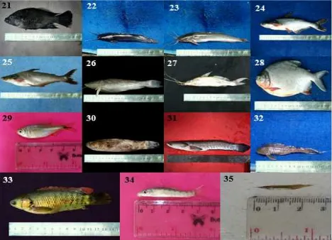 Gambar 3b. Jenis-jenis ikan  di ekosistem Bendungan Colo. (22) C. batrachushypopthalamus (23) C