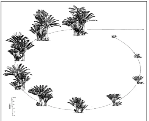 Gambar 3.4. Pola pertumbuhan tanaman sagu dari anakan sampai pohon dewasa