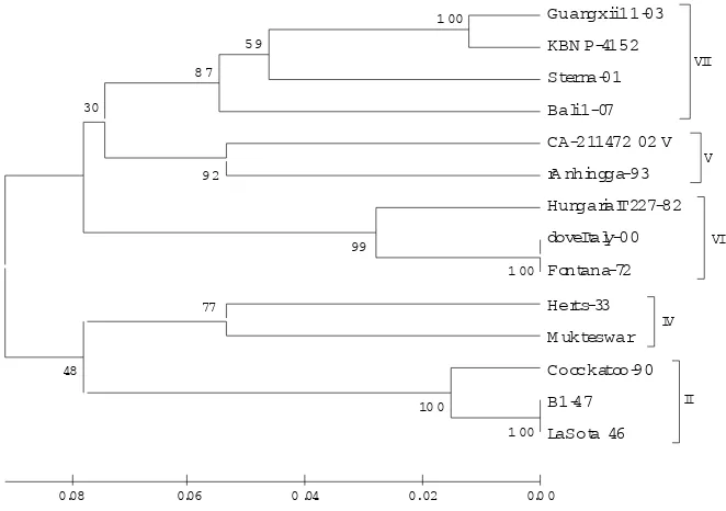 Gambar 2. White and blue color selection.Fragmen gen NP diligasi kedalam vektorplasmid kemudian ditransfeksikan kedalam selkompeten bakteri E coli