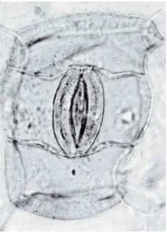 Gambar 2.1 Stomata dengan Sel Penjaga (Guard Cell) (Croxdale, 2001).