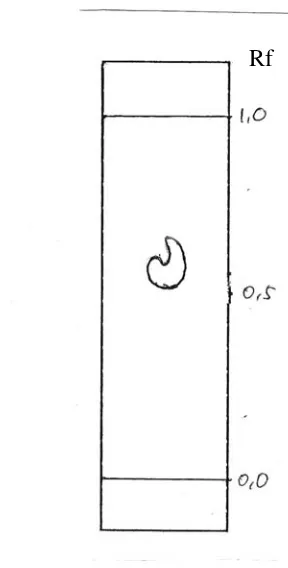 Gambar 1. Kromatogram Fraksi V [Kloroform : Etanol : Asam Asetat (90:5:5)] 