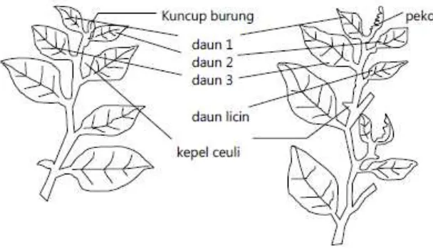Gambar 5. Ranting dengan kucup burung dan ranting dengan kuncup peko  (sumber : budidaya pasca panen teh)  