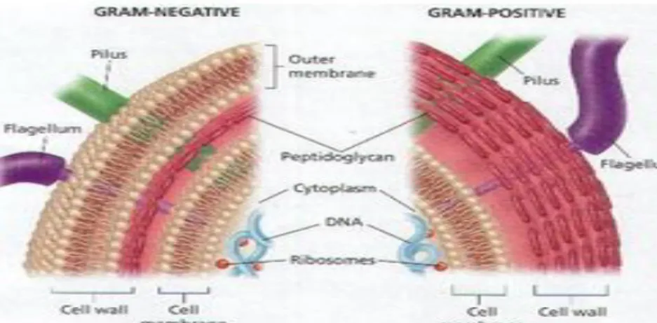 Gambar 2. Struktur dinding sel Bakteri Gram negatif dan Gram positif  (Moat dan Foster 1988) 