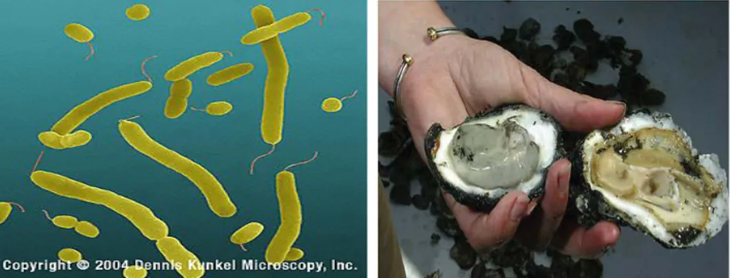 Gambar 4. Bakteri Vibrio parahaemolyticus dan Kerang yang terkontaminasi (Maria,  2008)  