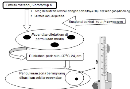 Gambar  7.  Skema  prosedur  uji  aktivitas  antibakteri  ekstrak  daun  Avicennia  marina  (Difusi agar) 