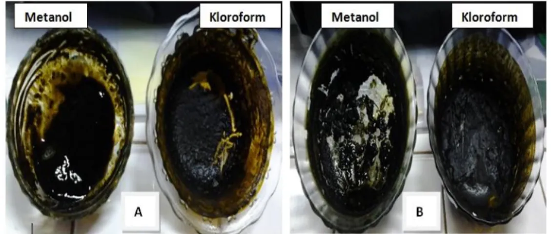 Gambar    8  :  Ekstrak  metanol  dan  kloroform  daun  Avicennia  marina  dari  proses  maserasi (A : Maros, B : Takalar) 