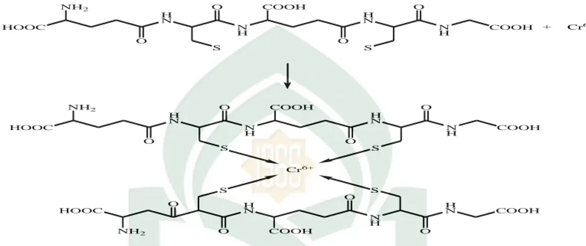Gambar 4.1.Reaksi Fitokhelatin dengan Kromium (Cr) (Triandy dkk., 2010: 5) 