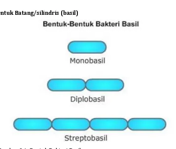 Gambar 2.1. Bentuk Bakteri Basil 