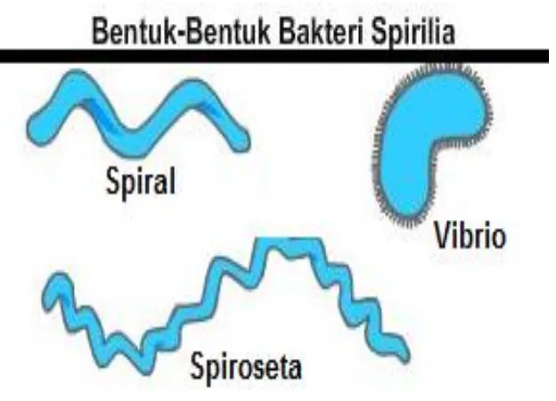 Gambar 2.3. Bentuk Bakteri Spiral 