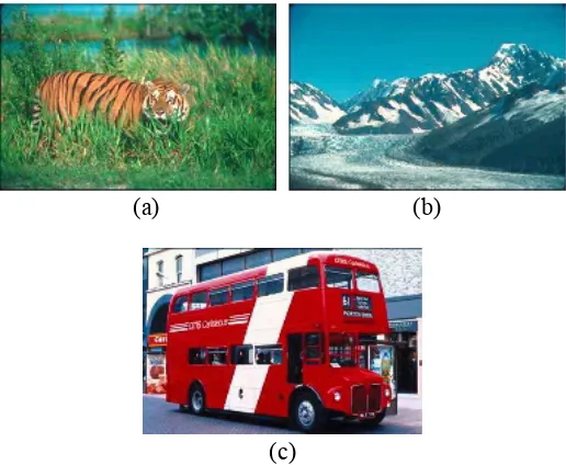 Gambar  3.1 Contoh data citra masukan (a) Citra kategori harimau 