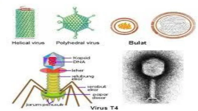 Gambar  1. memperlihatkan berbagai macam virus, Sumber Campbell 2006 