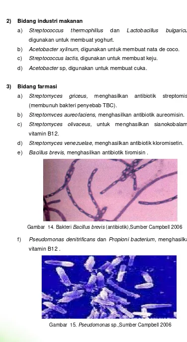 Gambar  14. Bakteri Bacillus brevis (antibiotik),Sumber Campbell 2006 