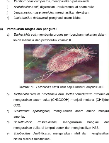 Gambar  16. Escherichia coli di usus sapi,Sumber Campbell 2006 