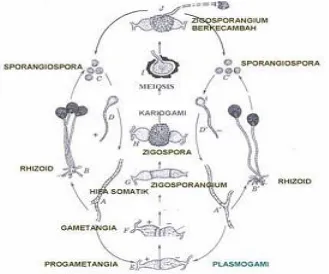 Gambar  21. Pilobolus padakotoran ternak, Sumber Campbell 2006 