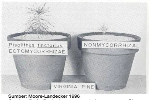 Gambar  25. Peningkatan pertumbuhan tanaman Pinus yang bersimbiosis dengan cendawan membentuk ektomikoriza