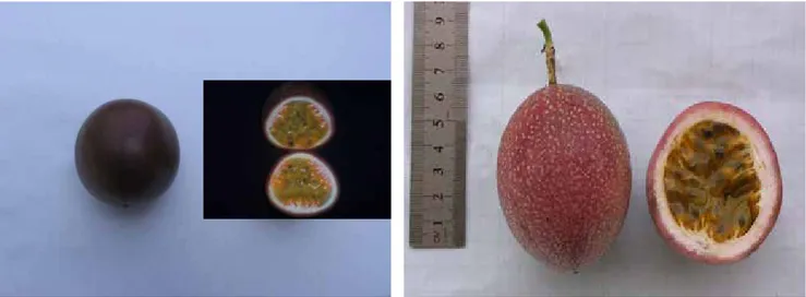 Gambar 1.   Keragaan markisa asam ungu (A) dan markisa asam merah (B) (Performance of purple and  red passion fruit acid)