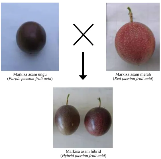 Gambar 2.   Persilangan antara markisa asam ungu dengan markisa asam merah (Crosses between purple  passion fruit acid with red  passion fruit acid) 