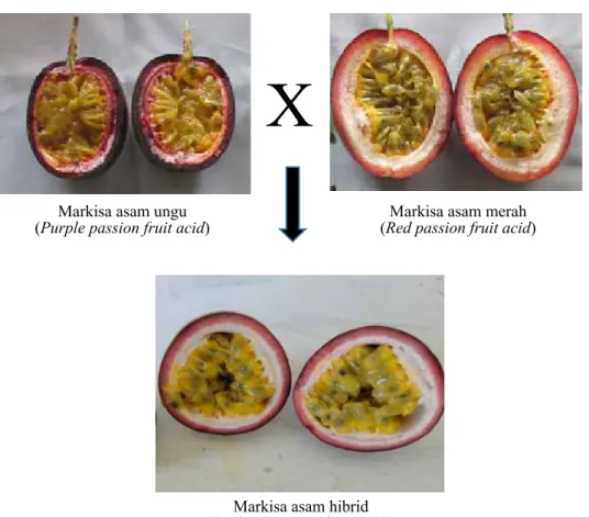 Gambar 3.   Keragaan buah yang dibelah dari markisa asam hibrid dan tetuanya  (Performance of split  fruit from passion fruit acid hybrid and parents)