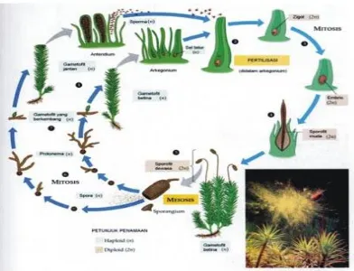 Gambar  4. Metagenesis Pada Tumbuhan Lumut. (Campbell, 1997). 