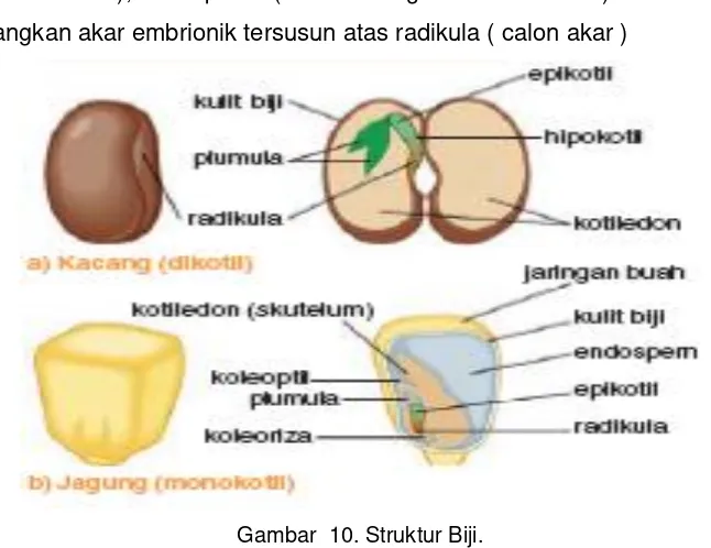 Gambar  10. Struktur Biji. 