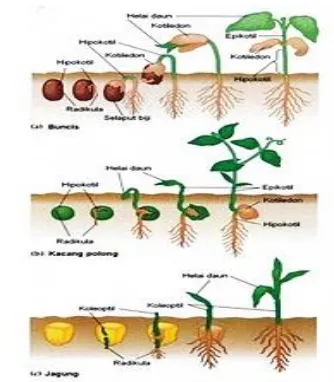 Gambar  12. Akar Epigeal Dan Hipogeal,Campbell, 1997 