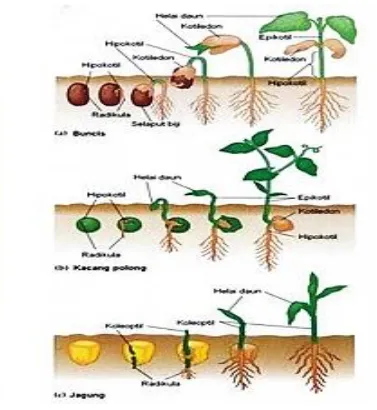 Gambar  15. Pertumbuhan Pada Tumbuhan. 