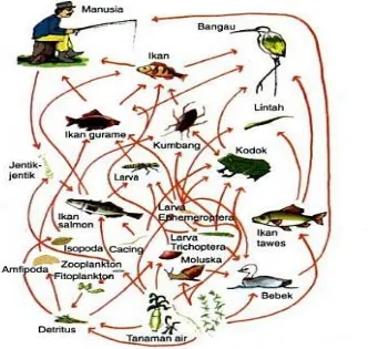 Gambar  2. Jaring – jaring makanan dalam ekosistem perairan 