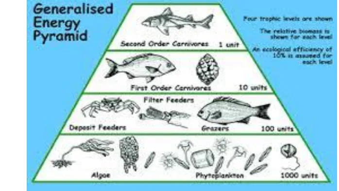 Gambar  7. Piramida pada ekosistem laut 