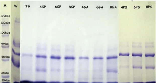 Gambar 1. Profil  Protein  Kefir Susu  Kambing  dengan Perlakuan Jenis  dan  Konsentrasi Gula  yang Berberda, M (marker), W (whey), TG (tanpa gula), 4GP (gula pasir 4%), 6GP (gula pasir 6%), 8GP (gula pasir 8%), 4GA (gula aren 4%), 6GA (gula aren 6%), 8GA 