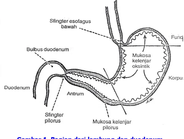 Gambar 1. Bagian dari lambung dan duodenum