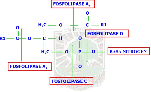 Gambar 1.6. Tempat aktifitas hidrolisis oleh fosfolipase pada substrat fosfolipid. (sumber; Mayes P.A., 1988)