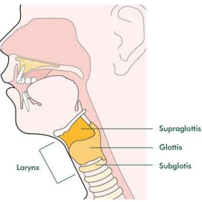 Gambar 5. Larynx 